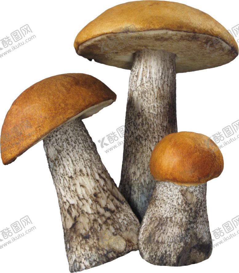 编号：81443904290559258754【酷图网】源文件下载-蘑菇素材