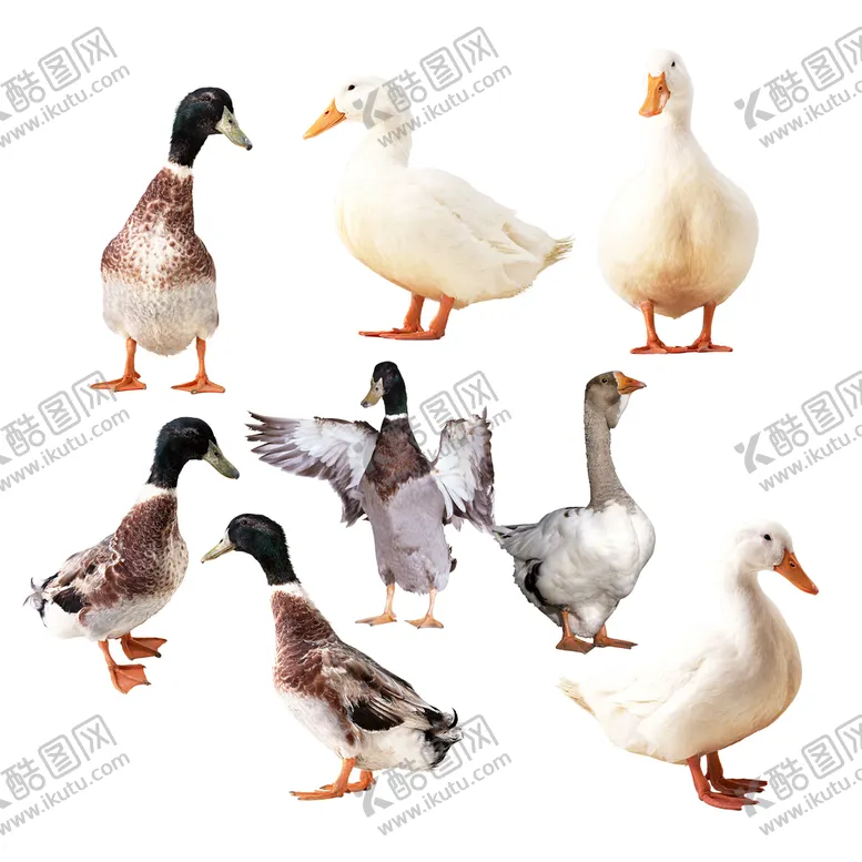 编号：62195410020317193296【酷图网】源文件下载-鸭子免扣素材