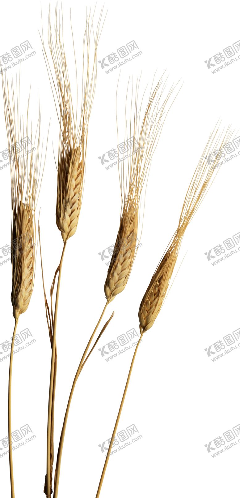 编号：53108310100716553192【酷图网】源文件下载-透明小麦png素材
