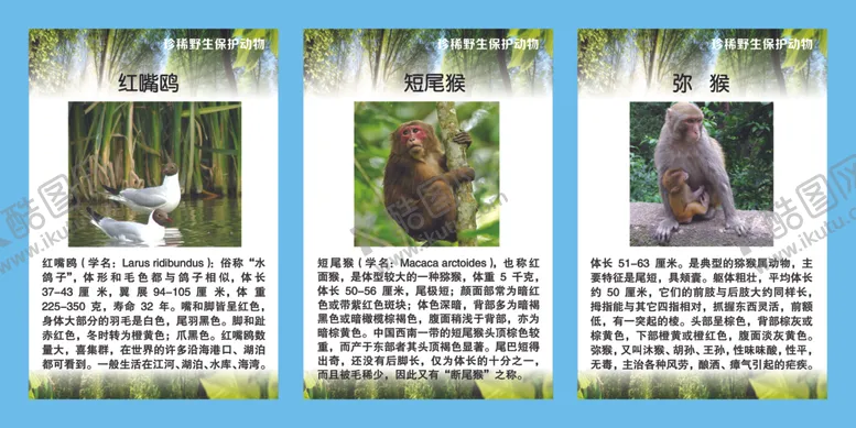 编号：75863106301053345144【酷图网】源文件下载-珍稀野生保护动物