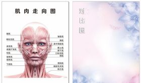 脸部肌肉