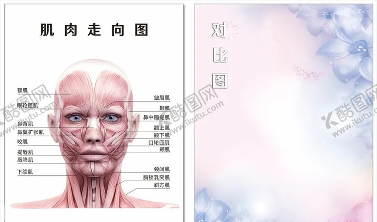 编号：90020506161627023529【酷图网】源文件下载-脸部肌肉