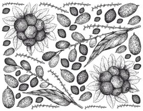 线描植物