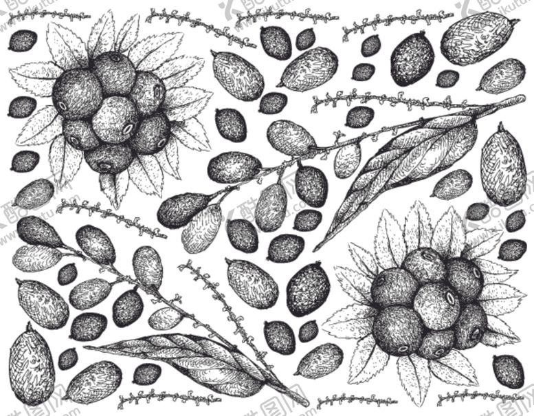 编号：10918910071935177429【酷图网】源文件下载-线描植物