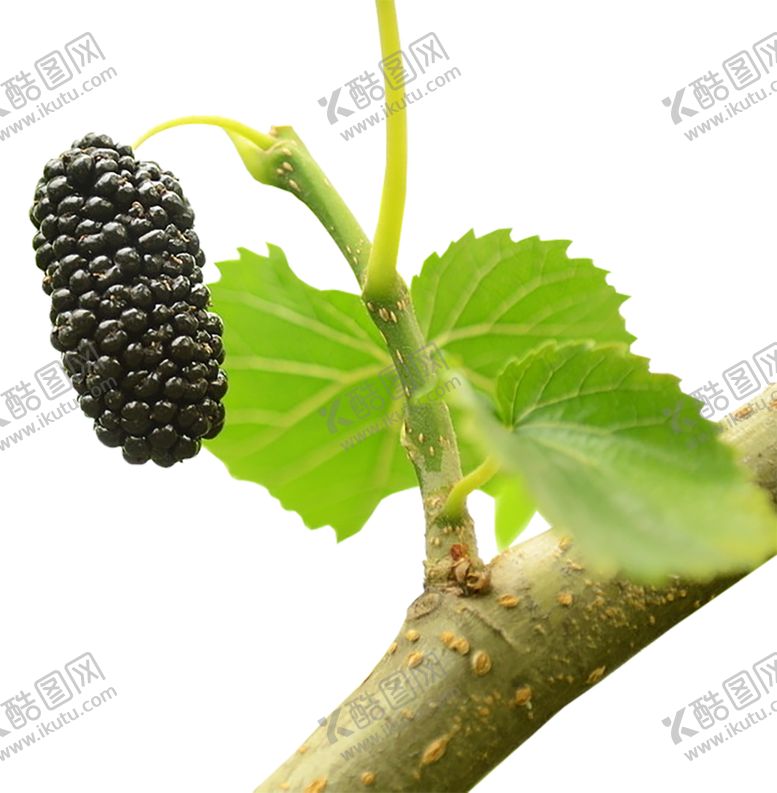 编号：69109007091746082812【酷图网】源文件下载-水果