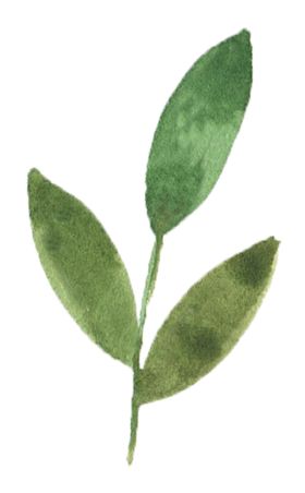 手绘植物花卉