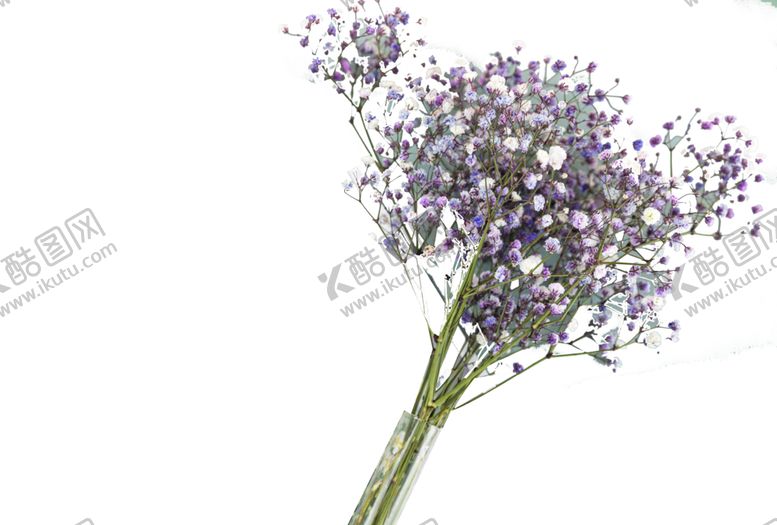 编号：83707001311101162371【酷图网】源文件下载-薰衣草