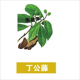 草本植物药材图片