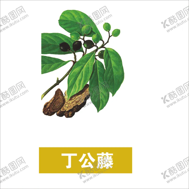 编号：95988603141512381783【酷图网】源文件下载-草本植物药材图片