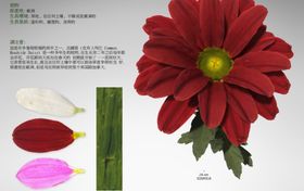 C4D模型蛇鞭菊