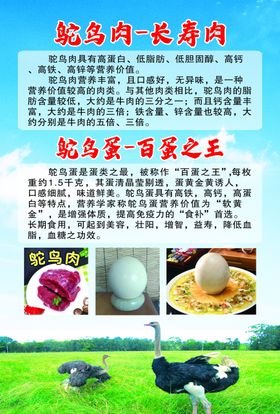 鸵鸟宣传单