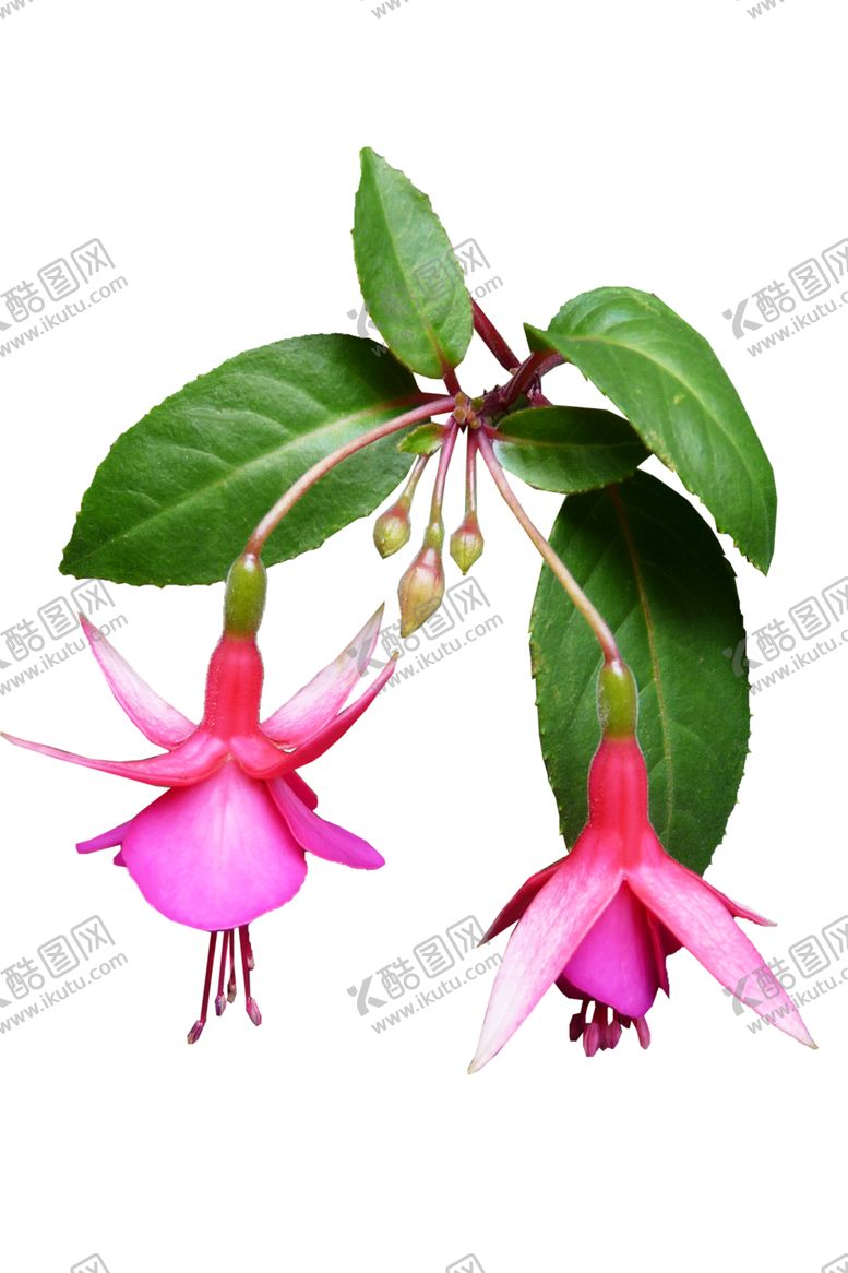 编号：22739409242218379438【酷图网】源文件下载-倒挂金钟