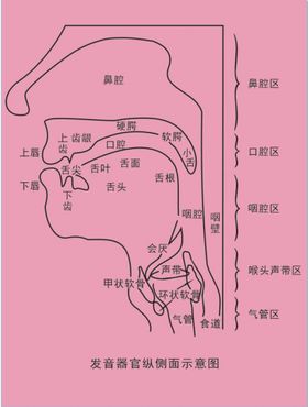 发音器官纵侧面示意图