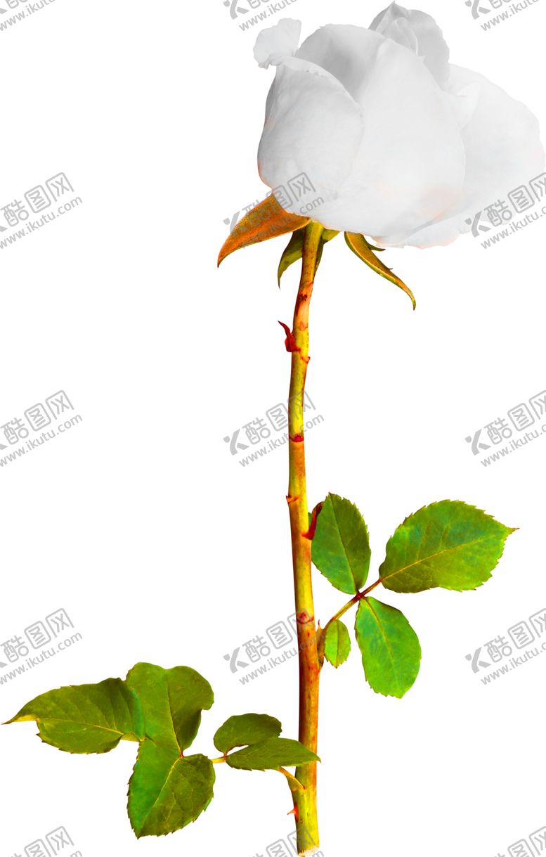 编号：31041410210741151936【酷图网】源文件下载-花素材