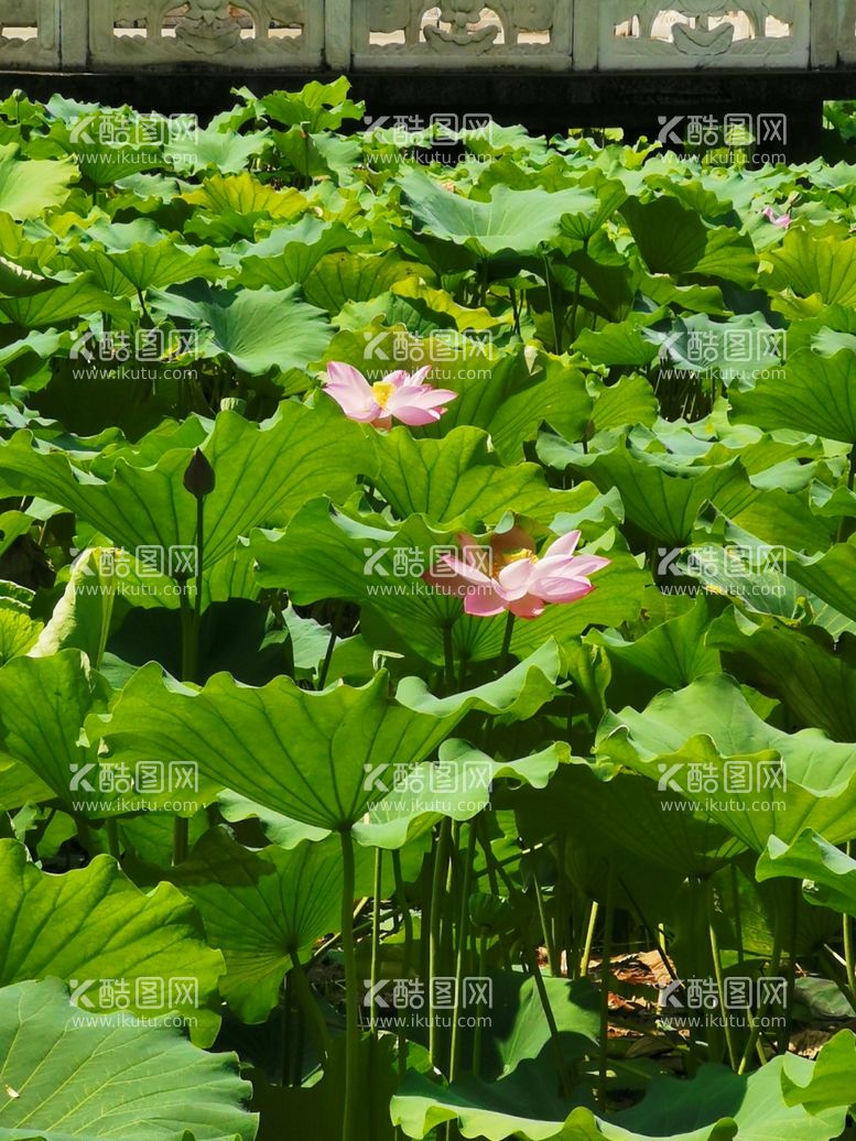 编号：44967311262222398324【酷图网】源文件下载-荷塘盛开粉色荷花景色