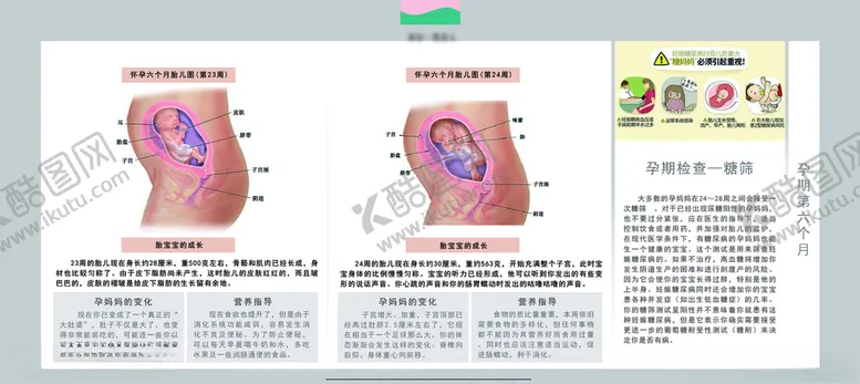 编号：56013306251917441139【酷图网】源文件下载-孕妈妈及胎宝宝变化第六个月