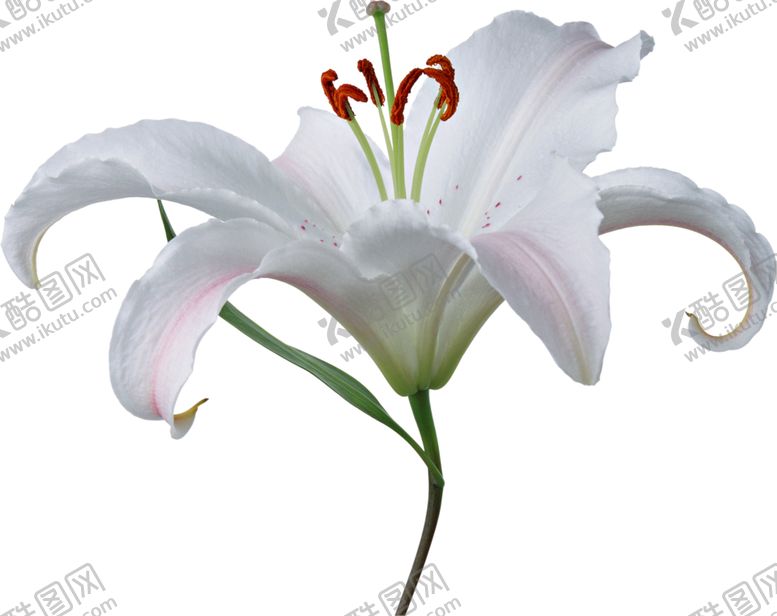 编号：68793909281027315823【酷图网】源文件下载-百合