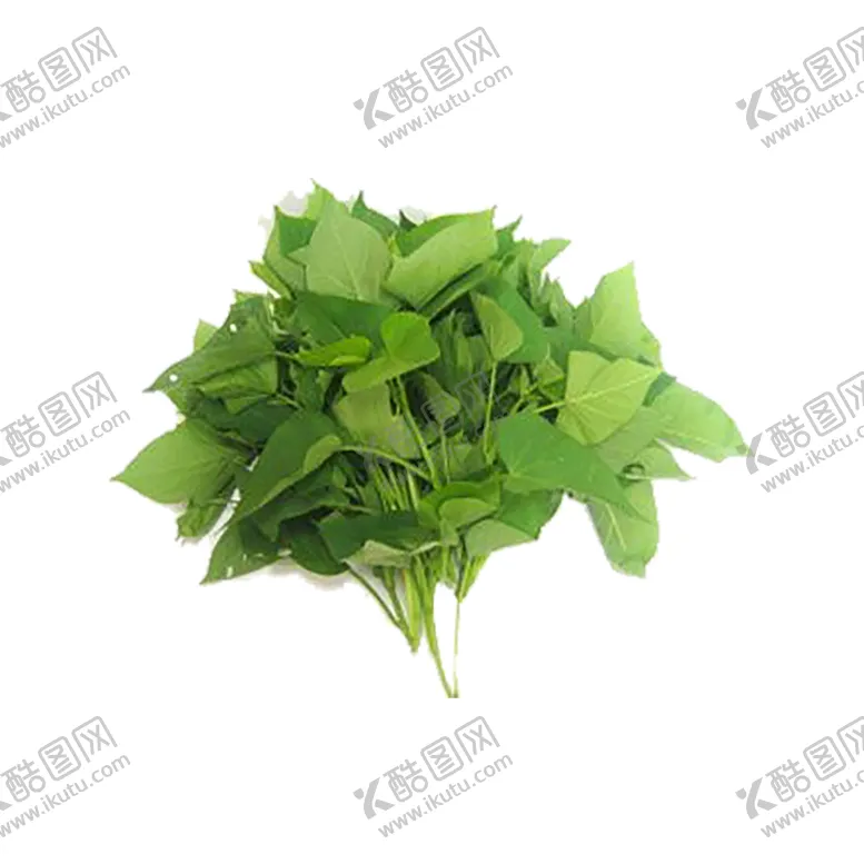 编号：13529506302237324561【酷图网】源文件下载-绿色植物