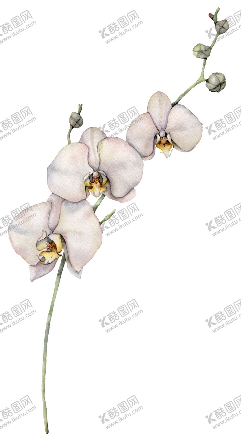 编号：65535906180616331229【酷图网】源文件下载-植物花朵装饰图案