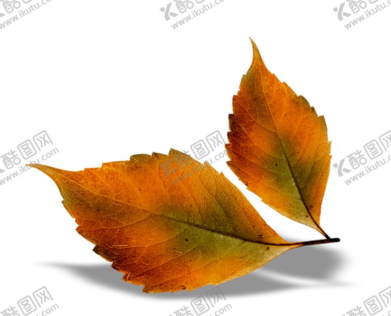 编号：86342309250714572147【酷图网】源文件下载-鲜花素材