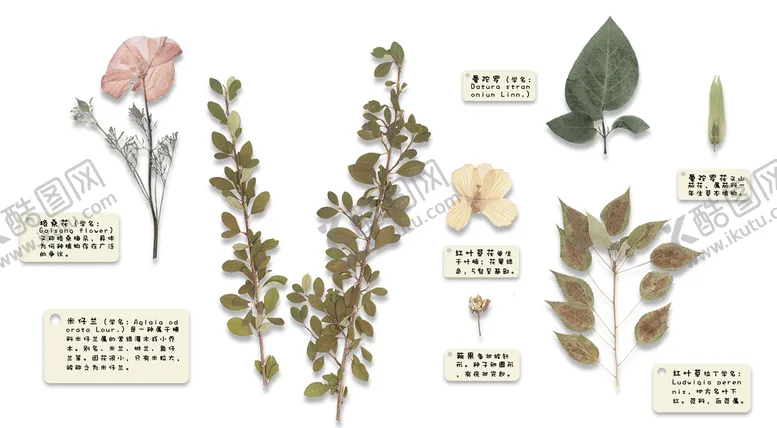 编号：26183709150809127248【酷图网】源文件下载-植物格桑花红叶草