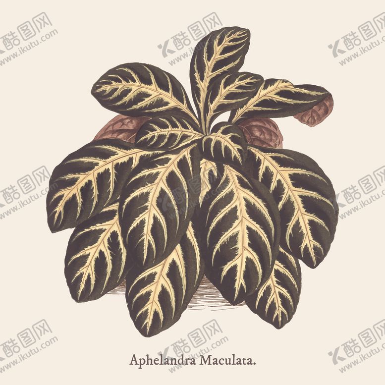 编号：83866110100019494839【酷图网】源文件下载-树叶