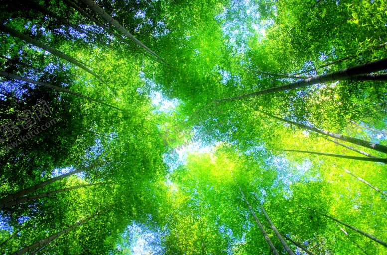 编号：65674409232016204802【酷图网】源文件下载-竹子