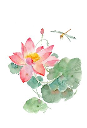 唯美荷花