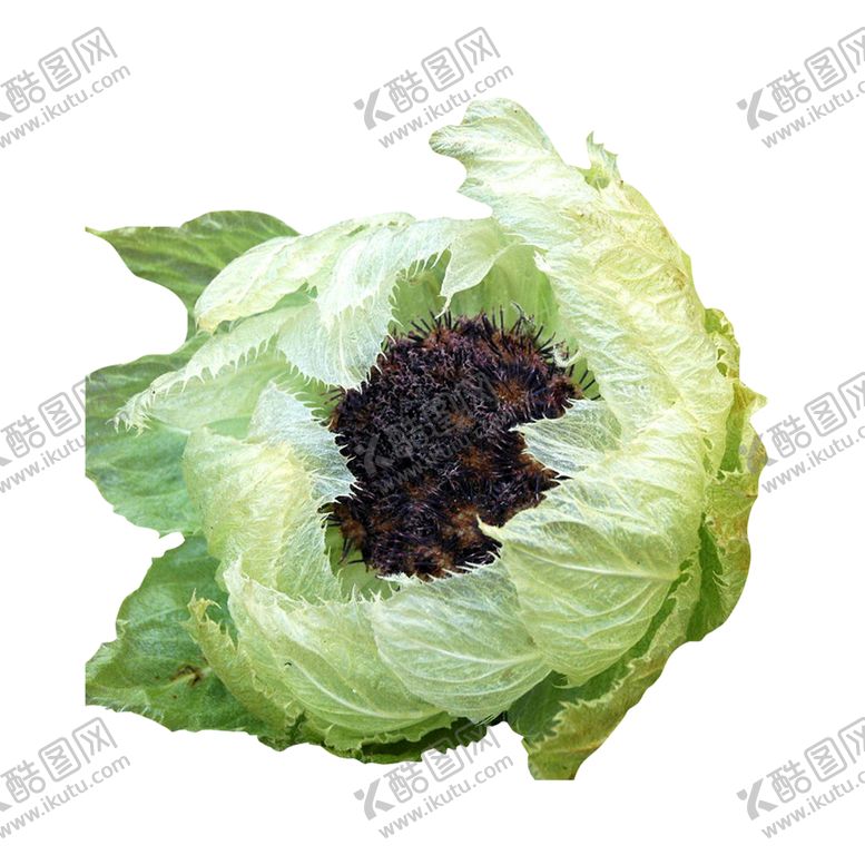 编号：75064109202330476325【酷图网】源文件下载-雪莲花