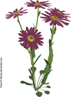 水墨菊花山水画