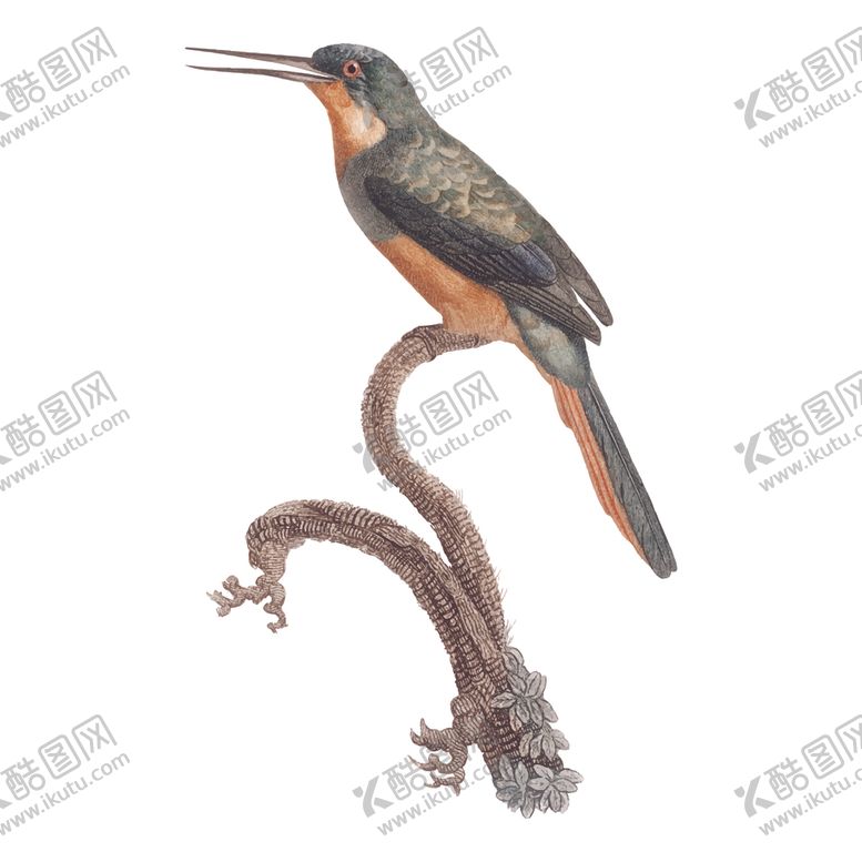 编号：87908507071526532445【酷图网】源文件下载-鸟类插画