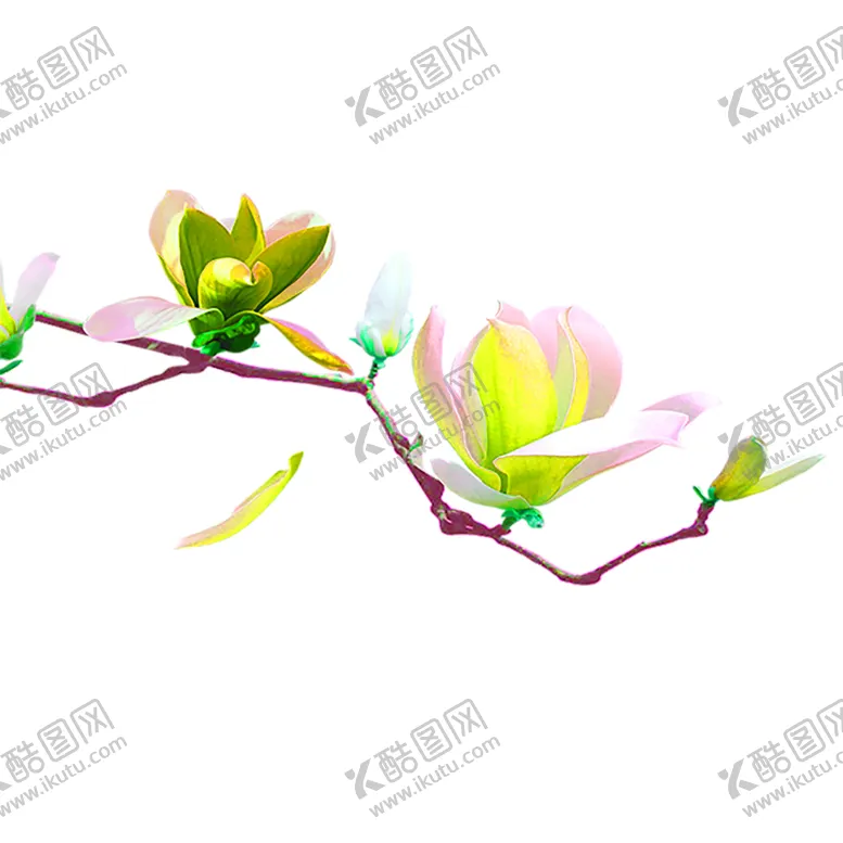 编号：26892706242141388338【酷图网】源文件下载-花素材