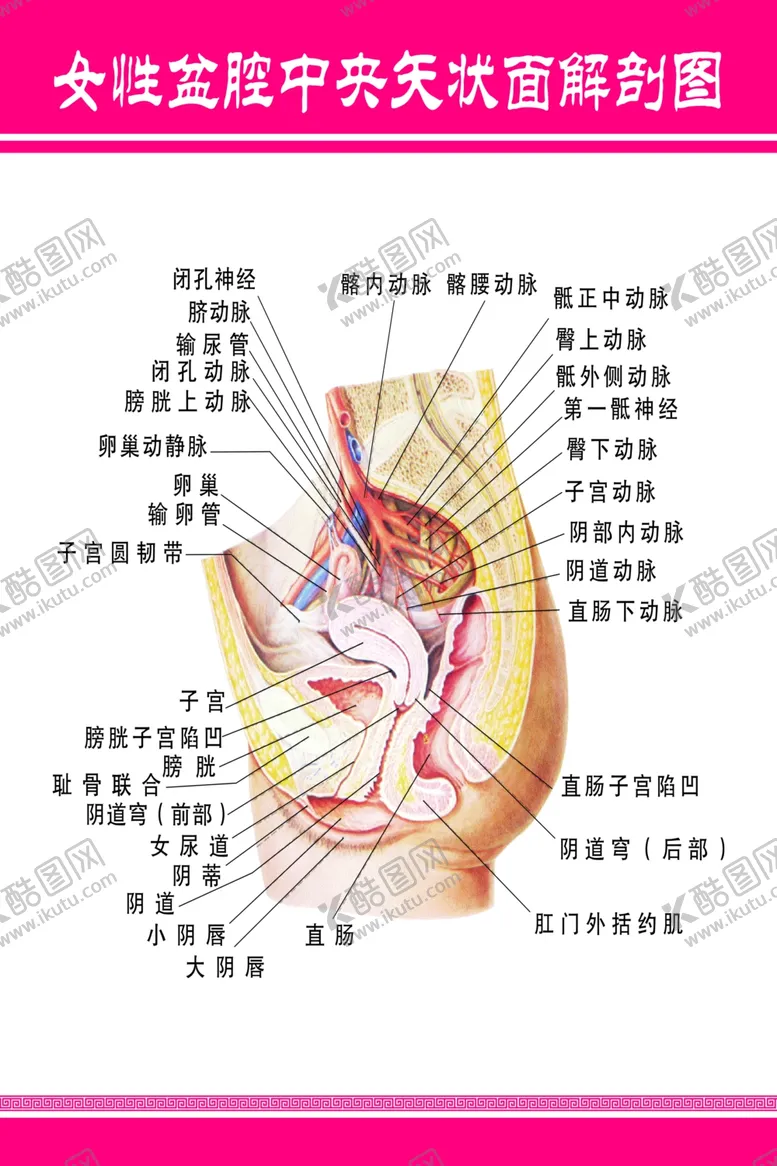 编号：39561403132048292139【酷图网】源文件下载-盆腔解刨图