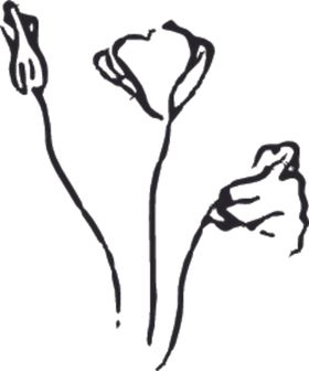 花卉元素