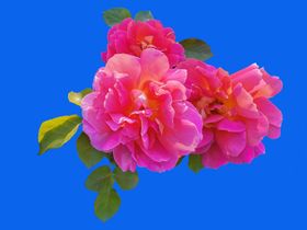 高清素材抠图分层Psd月季花开