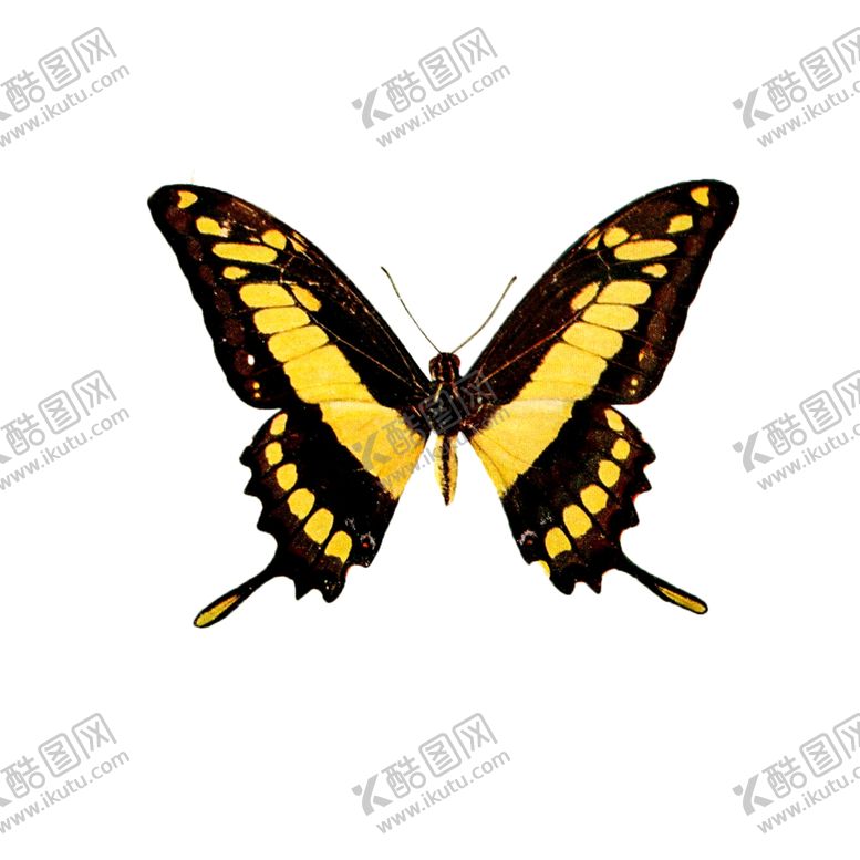 编号：74731509261551231979【酷图网】源文件下载-透明免扣蝴蝶