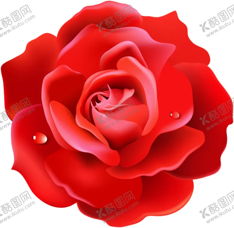 编号：89584209090401421014【酷图网】源文件下载-玫瑰
