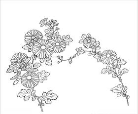 菊花