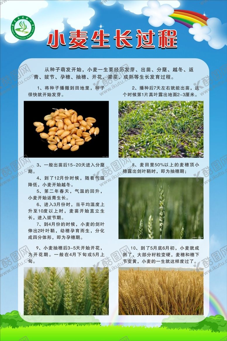 编号：60263001210551559117【酷图网】源文件下载-小麦生长过程