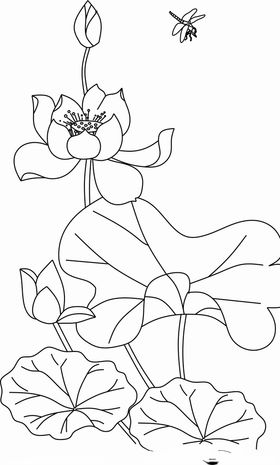 线描荷花