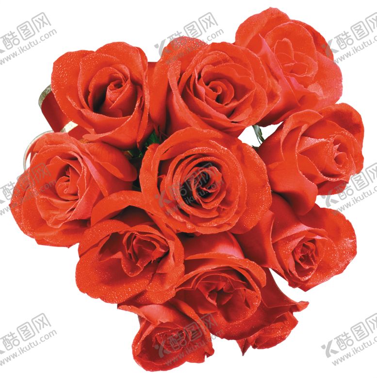编号：93744007030306551538【酷图网】源文件下载-玫瑰花