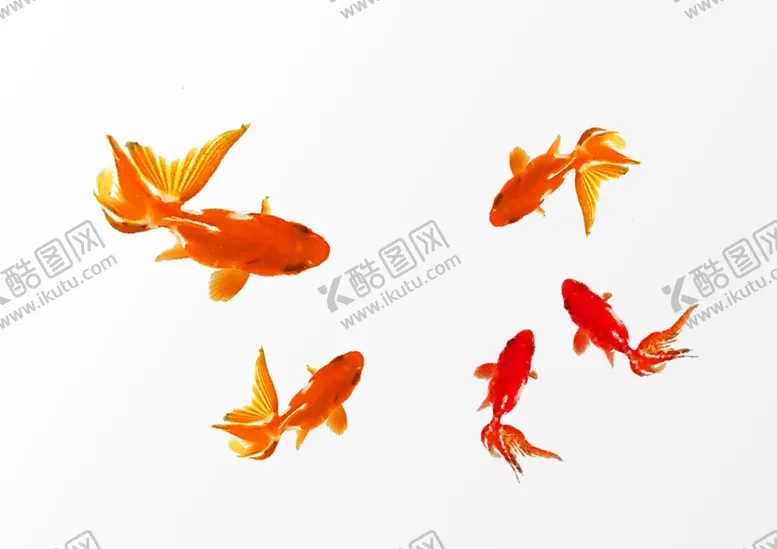 编号：16612009252350466496【酷图网】源文件下载-金鱼金色古风插画可爱装饰素材