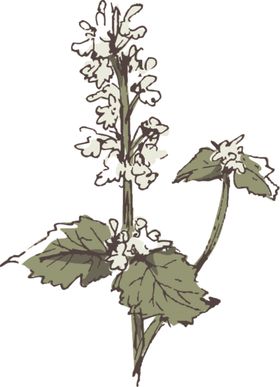 素描鲜花