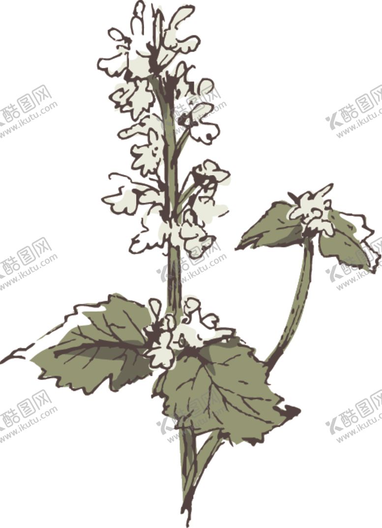 编号：70780706250010288605【酷图网】源文件下载-素描鲜花
