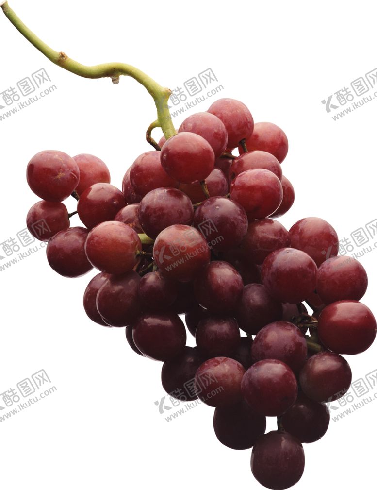 编号：73123310230737188300【酷图网】源文件下载-葡萄