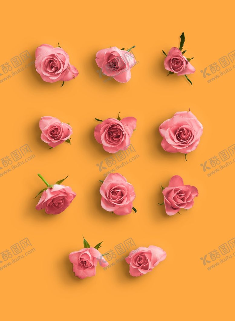 编号：96011210031407095336【酷图网】源文件下载-玫瑰花