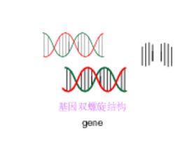 基因双螺旋结构