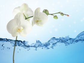 水水面牡丹花