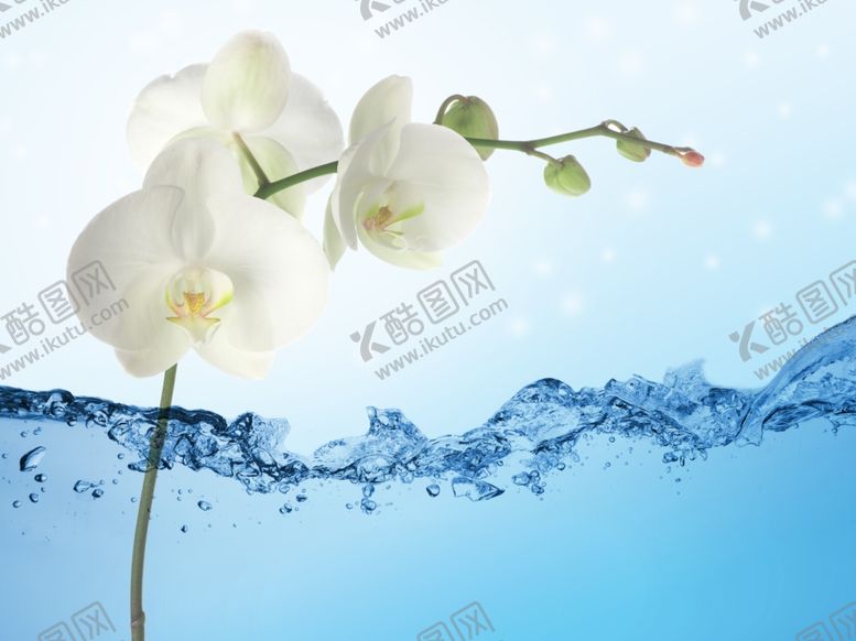 编号：40282305080438312080【酷图网】源文件下载-水水面牡丹花