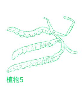 绿叶 png 植物 矢量图  